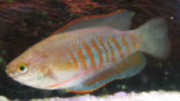 aquarium-von-janko-pickert-becken-3036_Trichogaster labiosus