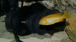aquarium-von-malawi-freunde-becken-30372--wird-aufgeloest-_Strömungspumpe