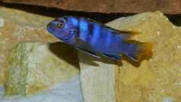 aquarium-von-malawi-freunde-becken-30372--wird-aufgeloest-_Labidochromis sp. mbamba
