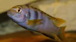 aquarium-von-malawi-freunde-becken-30372--wird-aufgeloest-_Labidochromis sp. mbamba Weibchenchen