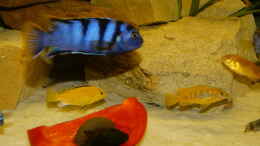 aquarium-von-malawi-freunde-becken-30372--wird-aufgeloest-_Beim fressen einer Paprika
