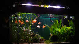 aquarium-von-djoser-sumatra-ask-for-party-nur-noch-beispiel_sa4p