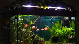aquarium-von-djoser-sumatra-ask-for-party-nur-noch-beispiel_sa4p