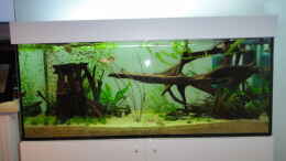 aquarium-von-tom-kiri-java-dschungel_Stand 2012