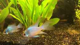 aquarium-von-bader0203-klein-suedamerika_Microgeogaphus ramirezi  Electric Blue