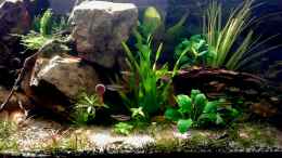 aquarium-von-gruenhexe-becken-30484---das-morgenbecken--_Bruchsandsteine aus meinem Garten -15.06.2016