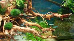 aquarium-von-gruenhexe-becken-30484---das-morgenbecken--_die neue Rotwurzel am 17.06.2014