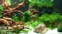 aquarium-von-gruenhexe-becken-30484---das-morgenbecken--_Update 28.6.2014 - der große Stein ist raus
