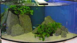 aquarium-von-alexander-steinkellner-becken-305_Bild ca. 1 Woche nach dem Einrichten (Foto bleibt zum Vergle