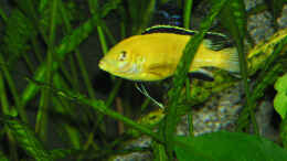aquarium-von-alexander-steinkellner-becken-305_Labidochromis careleus
