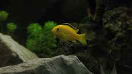 aquarium-von-philipp-mikuletz-personal-dream_Yellow Bock