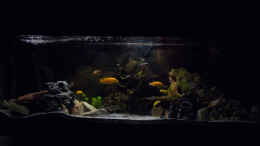 aquarium-von-philipp-mikuletz-personal-dream_Becken Juni 2014