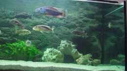 aquarium-von-thomas-knecht-becken-3055_