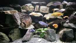 aquarium-von-wasserfest----mein-malawi-im-wohnzimmer_Ausschnitt aus dem  Becken mit Teil der, der Bewohner 