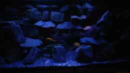 aquarium-von-wasserfest----mein-malawi-im-wohnzimmer_Nacht Patrollie der ganzen Bande 