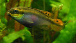 aquarium-von-kamenko-becken-3056_Pelviachromis taeniatus moliwe Weibchen