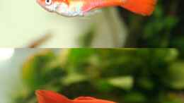 Aquarium einrichten mit Guppy Männchen Orange
