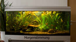 aquarium-von-verkaufe-mein-aquarium-becken-3059_Morgenstimmung