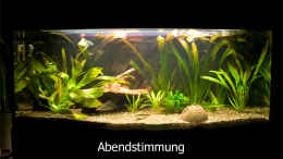 aquarium-von-verkaufe-mein-aquarium-becken-3059_Abendstimmung