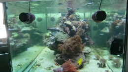 aquarium-von-slobe-raumteiler_altes Riff