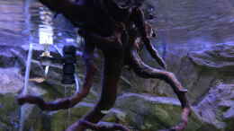 aquarium-von-skipper1202-lake-malawi-2-0_Die hängende Wurzel