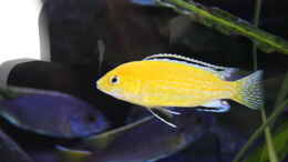 aquarium-von-skipper1202-lake-malawi-2-0_Yellow`s! (Es wird besser)
