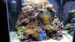 Aquarium einrichten mit Fluval Reef M40