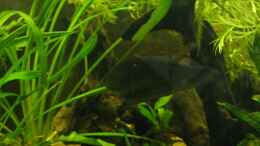 Aquarium einrichten mit Xenomystus nigri (der Fisch ist blind, hat es trotzdem