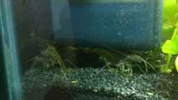 aquarium-von-rozan-mini---dennerle---scape_Amanos verstecken sich unterm Filter