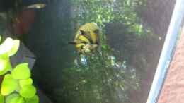 aquarium-von-rozan-mini---dennerle---scape_GW tricolor