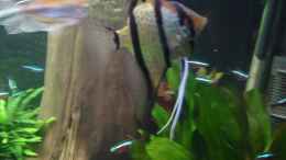 aquarium-von-gruenhexe-becken-30620---innerer-frieden_meine Peru-Altum-Skalare am 21.10.2014 - ca. 6 Monate alt