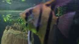 aquarium-von-gruenhexe-becken-30620---innerer-frieden_Das einzigste Weibchen, leider im Fischhimmeldas einzigste W