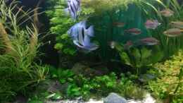 aquarium-von-gruenhexe-becken-30620---innerer-frieden_eins der 3 Paare blaue Skalare am 1.9.19