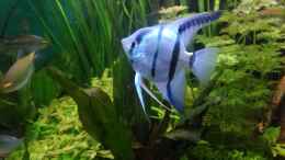 aquarium-von-gruenhexe-becken-30620---innerer-frieden_eins der blauen Männchen 