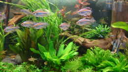 aquarium-von-gruenhexe-becken-30620---innerer-frieden_Kongosalmler
