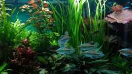 aquarium-von-gruenhexe-becken-30620---innerer-frieden_Kongosalmler 15.9.18