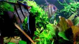 aquarium-von-gruenhexe-becken-30620---innerer-frieden_5.5.2016 - 2 Männchen des linken Reviers