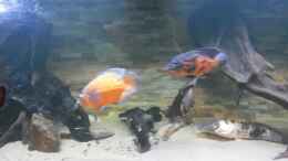 aquarium-von-kenno-ein-traum-in-gross-und-rochenfreundlich_Hier noch ein älteres Bild der Oskars + ein Froschwels den 