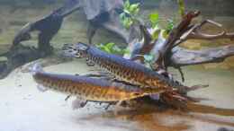 Aquarium einrichten mit 2 der Lepisosteus oculatus beim Balzverhalten