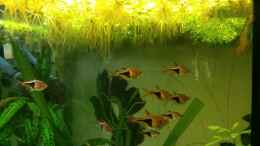 aquarium-von-m-k-b-1983-becken-30625_Keilfleckbärblinge warten auf die Gelegenheit den Laich der
