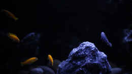 aquarium-von-pa-trick-rocky-cliffs_Die Tiefenwirkung ist Im Mondlicht am Besten!