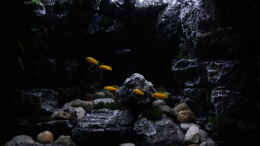 aquarium-von-pa-trick-rocky-cliffs_Tagesbeleuchtung