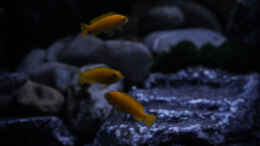 aquarium-von-pa-trick-rocky-cliffs_eine Gruppe Weibchen