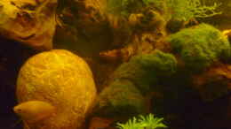 aquarium-von-rootsman-wilde-horde_Honiggurami Weibchen