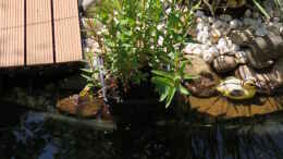 Foto mit Blutweiderich (Lythrum salicaria)