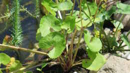Foto mit Verblühte Sumpfdotterblume (Caltha palustris)
