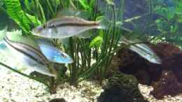 aquarium-von-michael-h--malawi-oase_Compressiceps-Bande