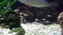 aquarium-von-michael-h--malawi-oase_Nimbochromis fuscotaeniatus Mama (mit Nachwuchs)