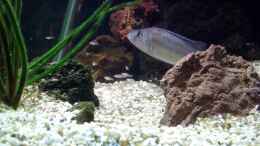 Foto mit Nimbochromis fuscotaeniatus Mama (mit Nachwuchs)