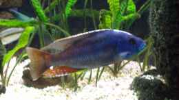 Foto mit Nimbochromis fuscotaeniatus Mann